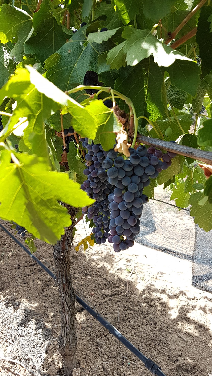 Giaconda vineyard & winery | 30 McClay Rd, Everton Upper VIC 3678, Australia | Phone: (03) 5727 0246