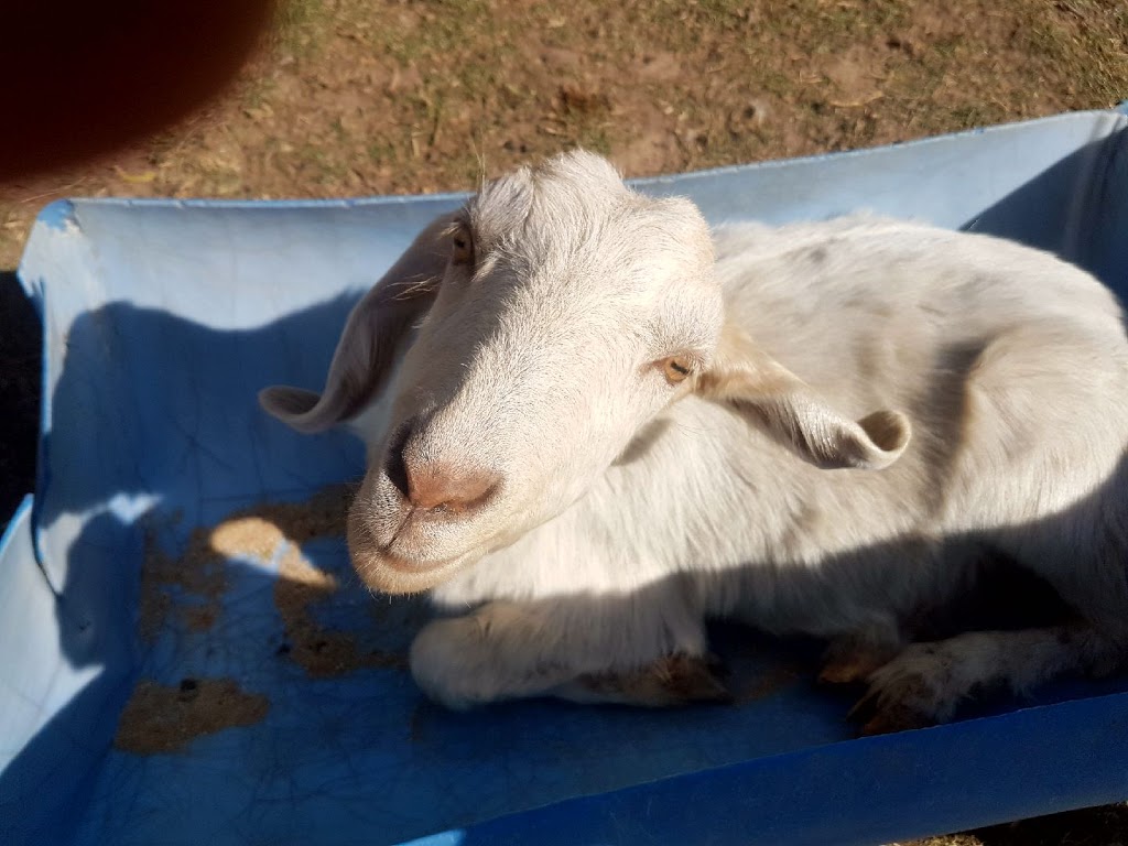 Fur & Feathers Rescue Farm - Mandalong | 716 Mandalong Rd, Mandalong NSW 2264, Australia | Phone: 0426 835 233