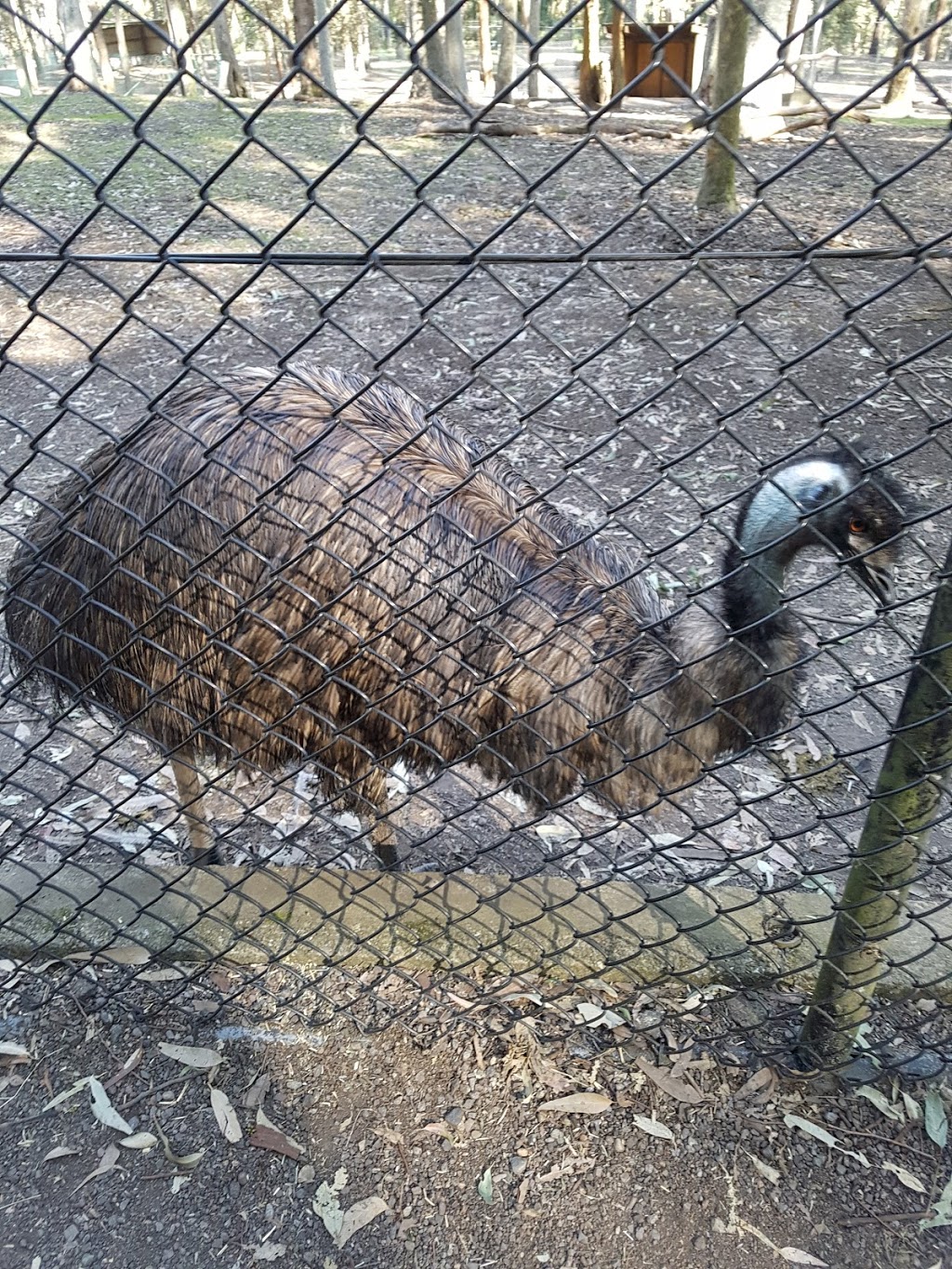 Blackbutt Nature Reserve | zoo | Carnley Ave, Kotara NSW 2289, Australia | 0249043344 OR +61 2 4904 3344