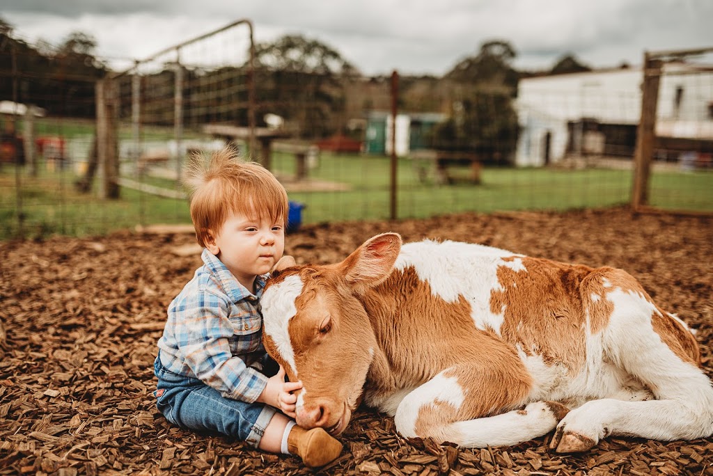 Maleny Dairies | tourist attraction | 70 McCarthy Rd, Maleny QLD 4552, Australia | 0754942392 OR +61 7 5494 2392