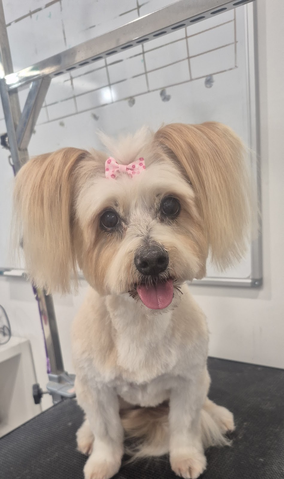 Perfection Pet Styling | 13 Aspen St, South Penrith NSW 2750, Australia | Phone: 0434 034 243