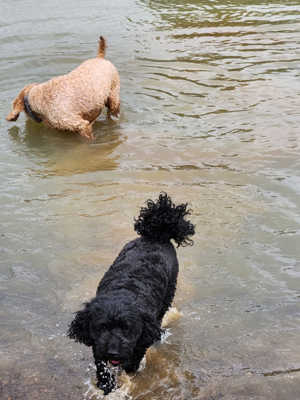 Pawsforabreak | 618 Kline St, Canadian VIC 3350, Australia | Phone: 0409 457 545