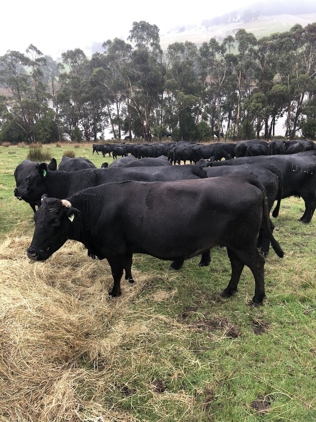 James Glenburn&Tamaroo Angus | 7254 Channel Hwy, Nicholls Rivulet TAS 7112, Australia | Phone: 0499 395 056