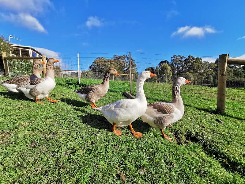 Brightside Farm Sanctuary | 8121 Channel Hwy, Cygnet TAS 7112, Australia | Phone: 0408 658 356