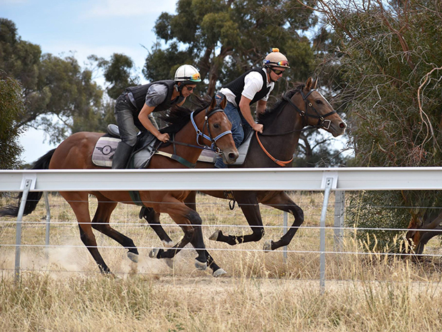 Brisbourne Racing | Racecourse Rd, Wangaratta VIC 3677, Australia | Phone: 0404 436 172