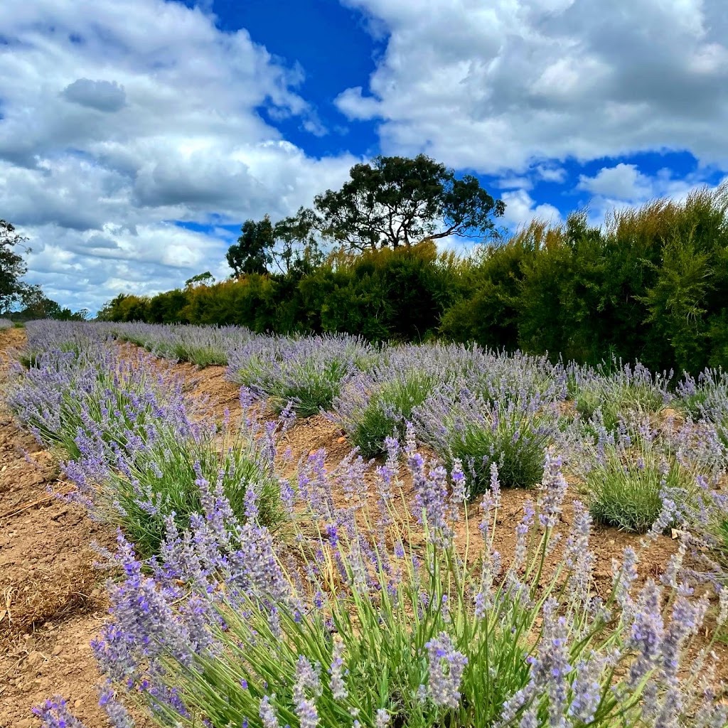 Herbicos Lavender Farm |  | 440 Mulhollands Rd, Thirlmere NSW 2572, Australia | 0414196181 OR +61 414 196 181