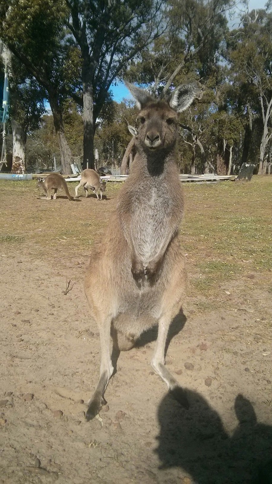 Uralla Wildlife Sanctuary | LOT 1223 McKeaig Rd, Perillup WA 6324, Australia | Phone: (08) 9856 1065