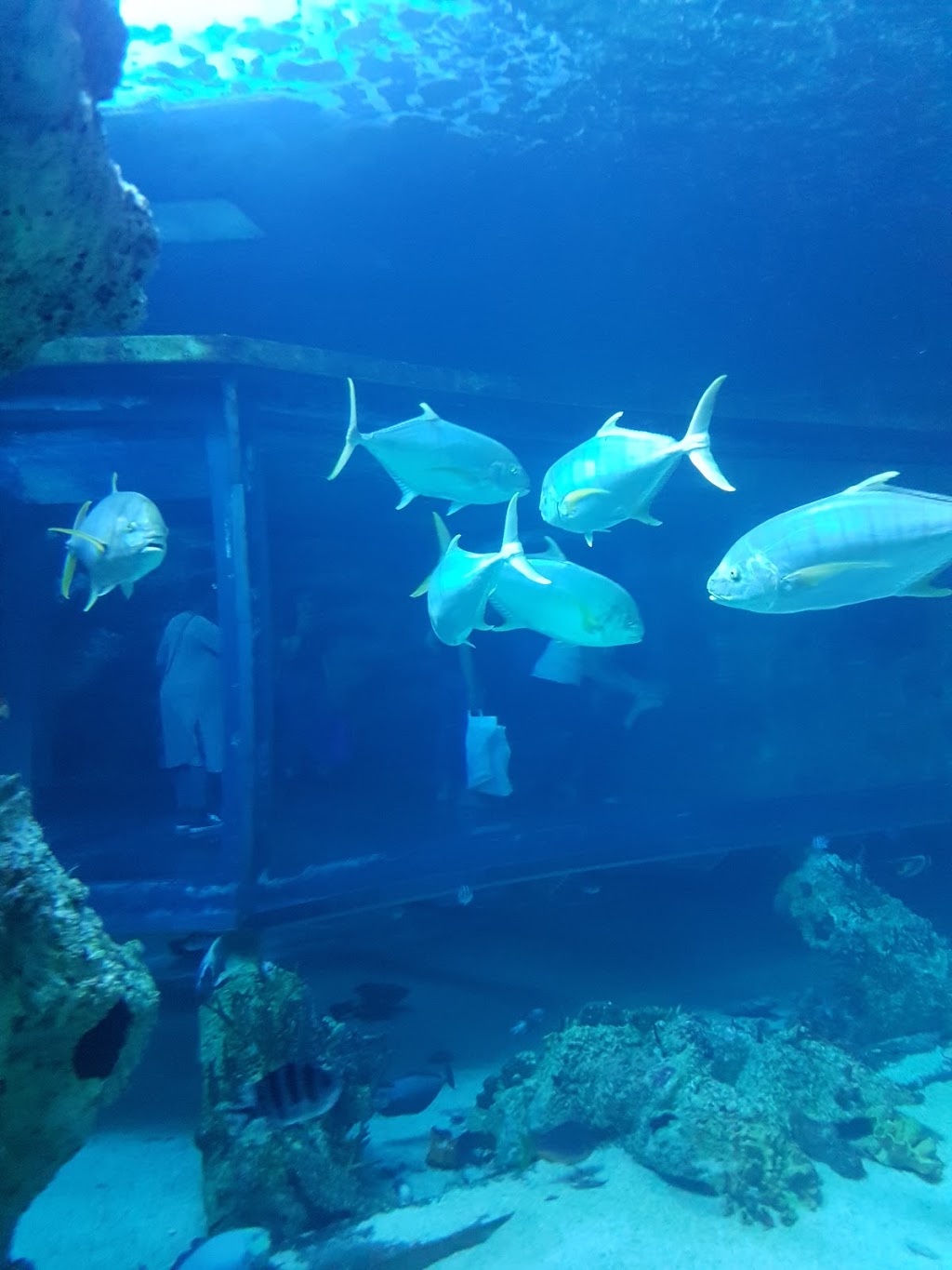 SEA LIFE Sydney Aquarium | aquarium | 1-5 Wheat Rd, Sydney NSW 2000, Australia | 1800199657 OR +61 1800 199 657
