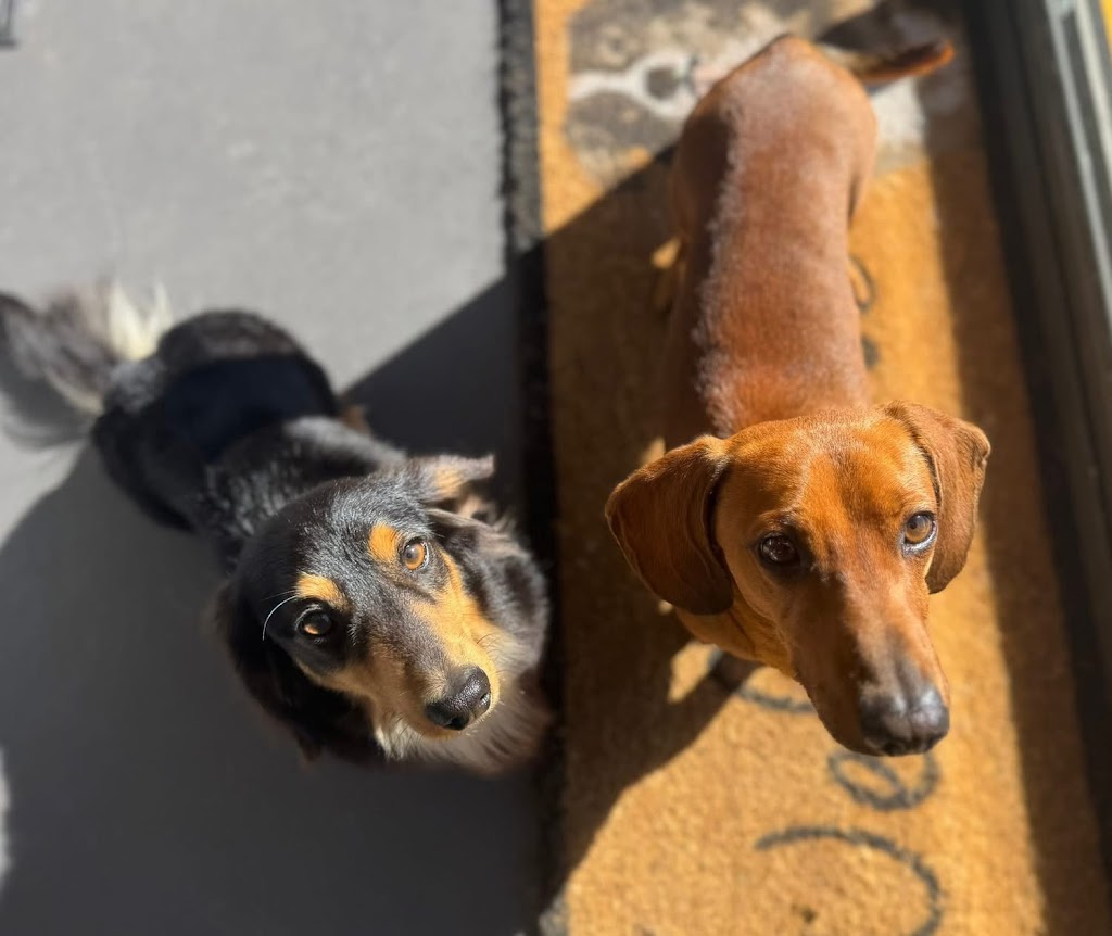 Guapo Puppo Dog Grooming | 58 Willcox Ave, Singleton Heights NSW 2330, Australia | Phone: 0434 632 455