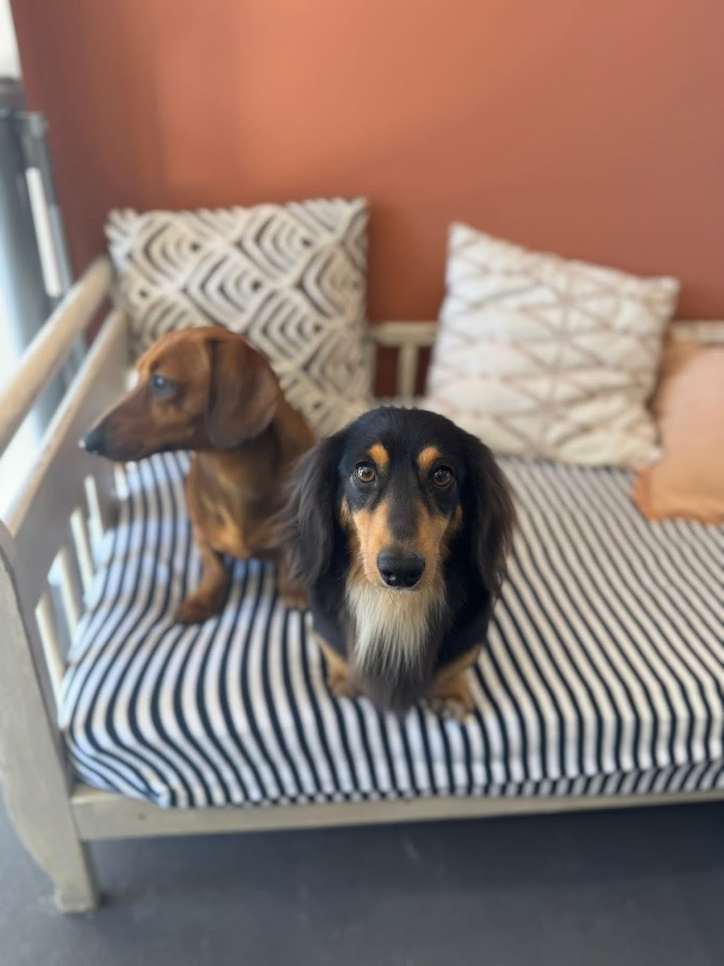 Guapo Puppo Dog Grooming | 58 Willcox Ave, Singleton Heights NSW 2330, Australia | Phone: 0434 632 455