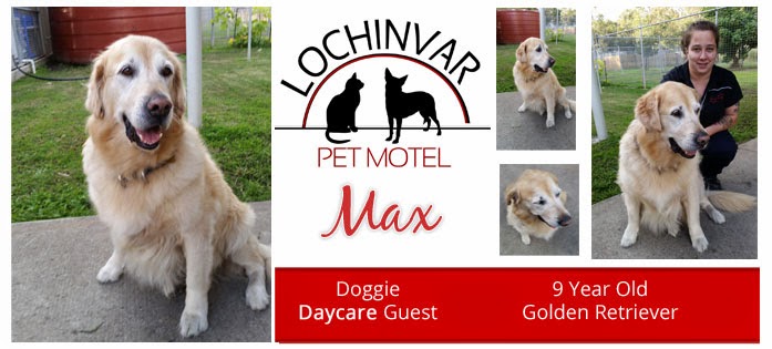 Lochinvar Pet Motel | veterinary care | 206 Old North Road. Lochinvar 2321, Australia | 02493090940249307612 OR +61 2 4930 7612