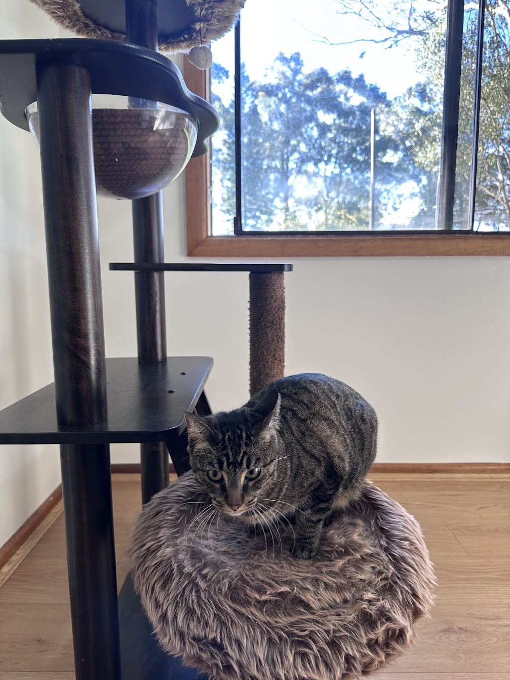 FluffyMW Cattery Boarding | Glenidol Rd, Oakville NSW 2765, Australia | Phone: 0499 142 889