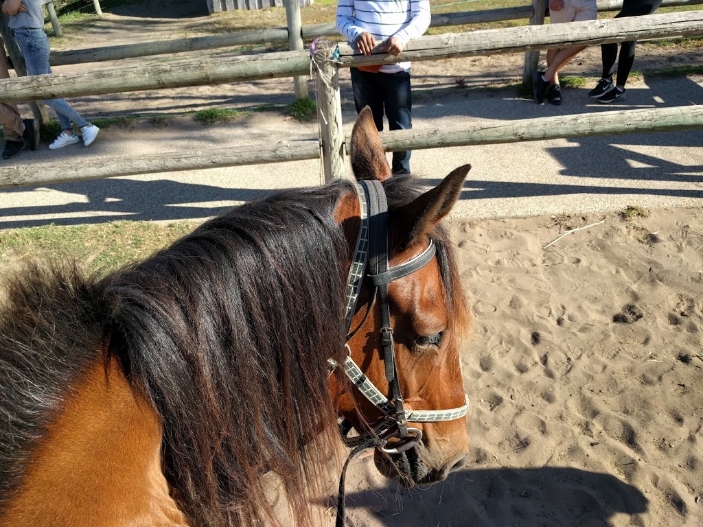 Gunnamatta Trail Rides | 150 Sandy Rd, Fingal VIC 3939, Australia | Phone: (03) 5988 6755