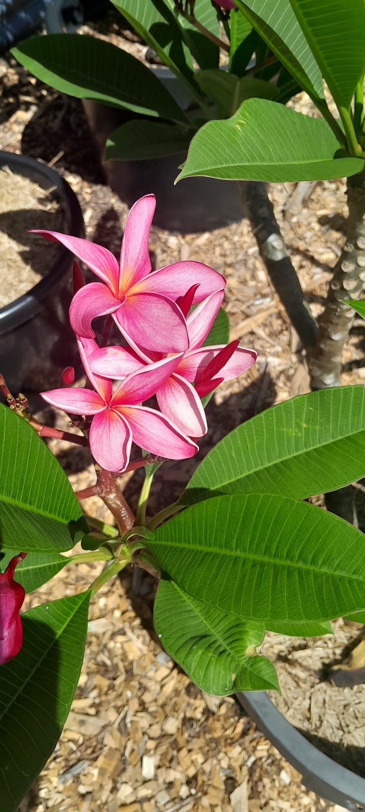 AWABAKAL NURSERY and Landscaping Services | 21 Mimosa Rd, Budgewoi NSW 2262, Australia | Phone: 0488 684 150