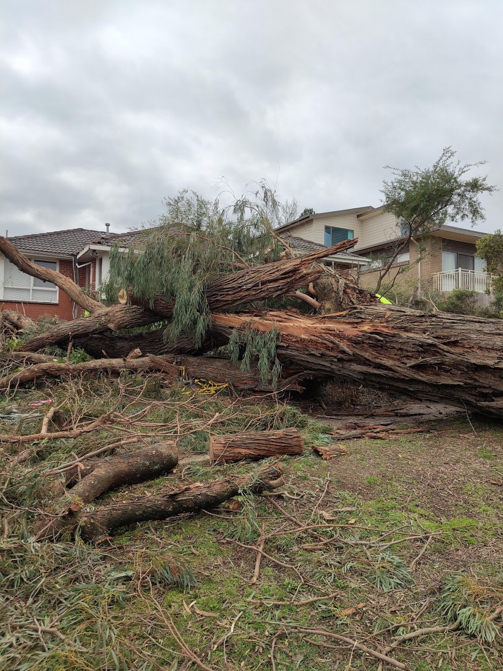 I Cut Tree Services | 18 Rowan Ave, Boronia VIC 3155, Australia | Phone: 0409 906 301