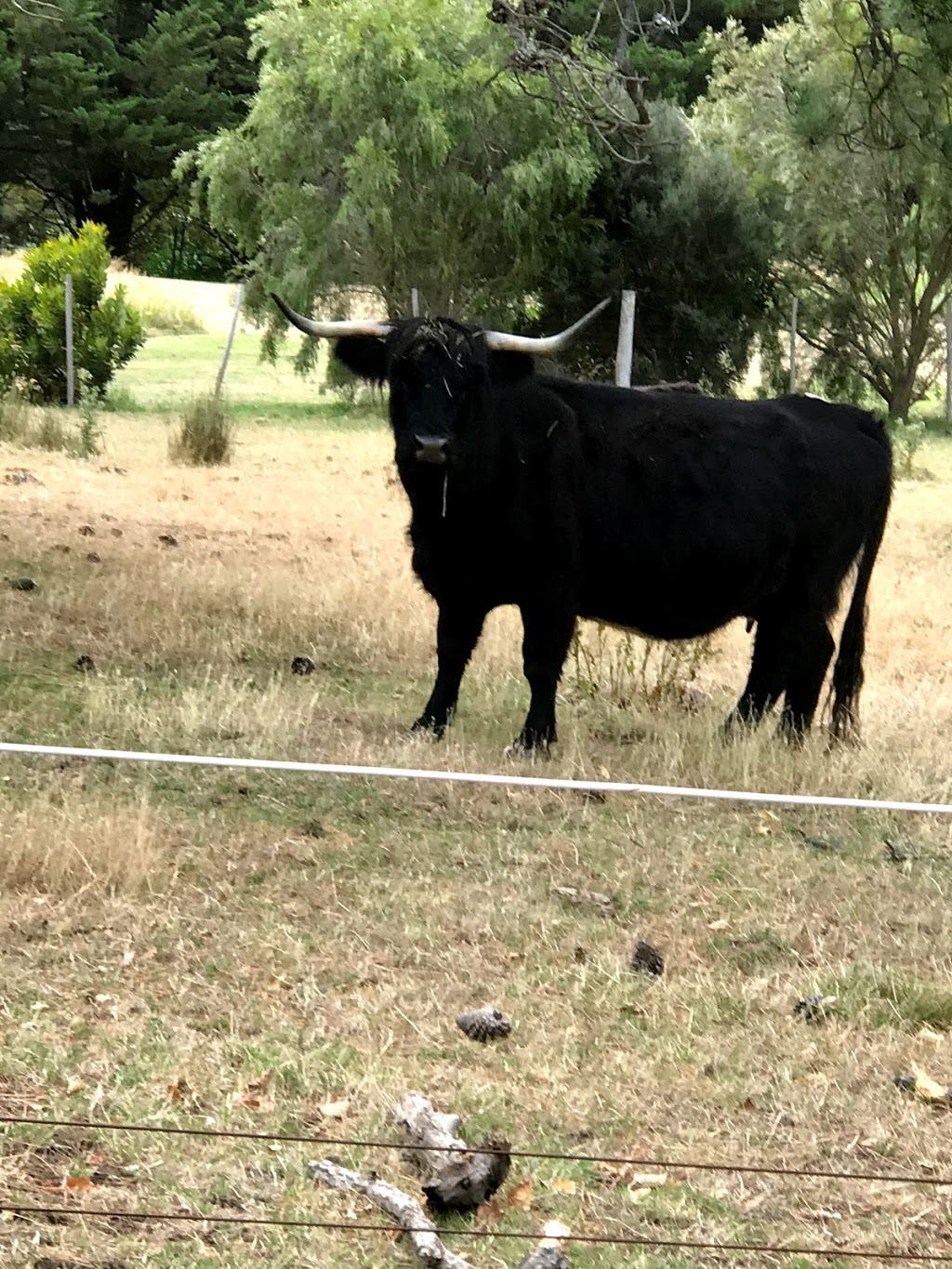 BAIRNSLEY Highland Cattle | 602 Couangalt Rd, Gisborne VIC 3437, Australia | Phone: 0409 196 110