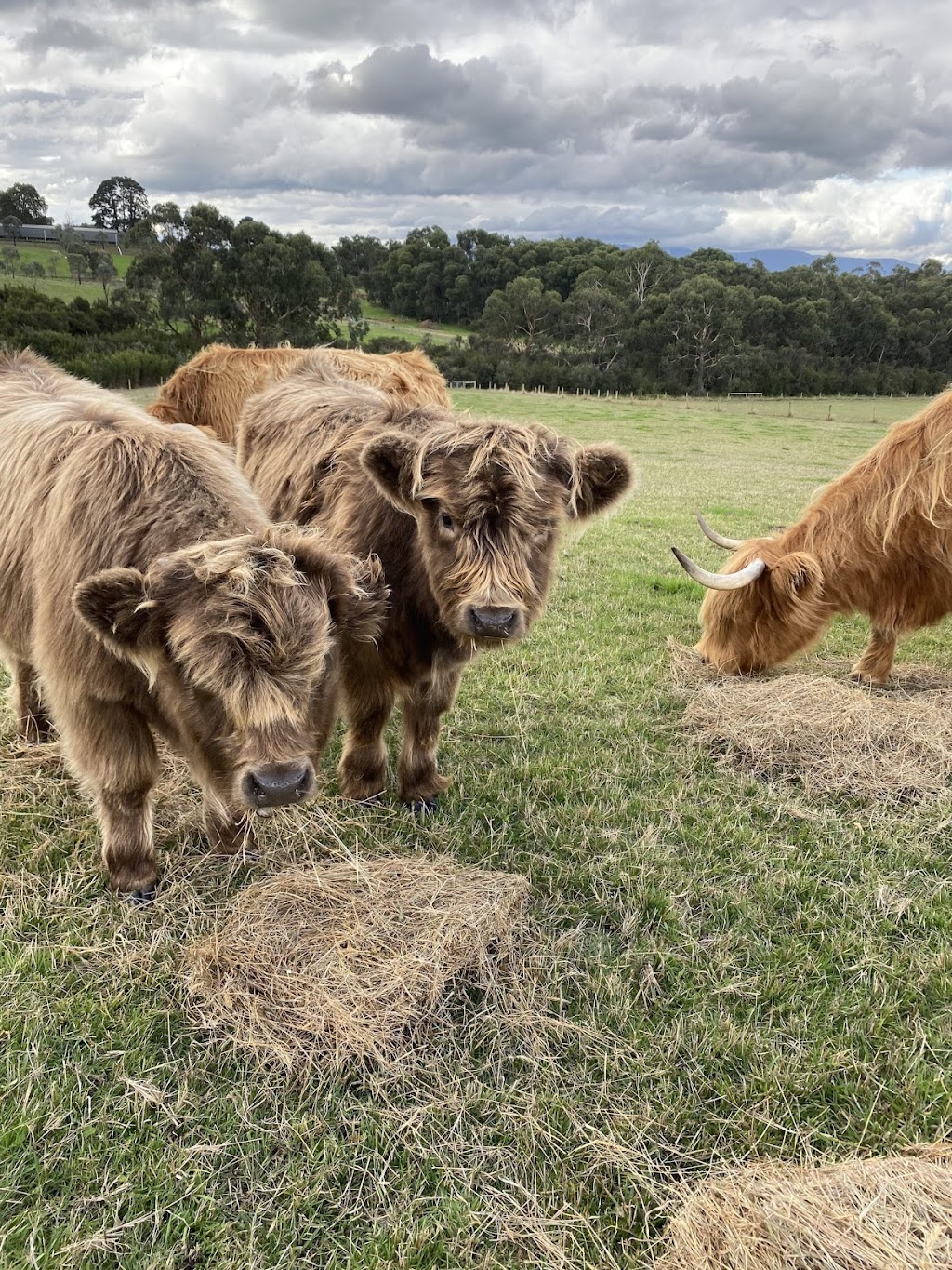 Lalirra Yellingbo Alpacas | Taylor Rd, Yellingbo VIC 3139, Australia | Phone: 0403 725 742