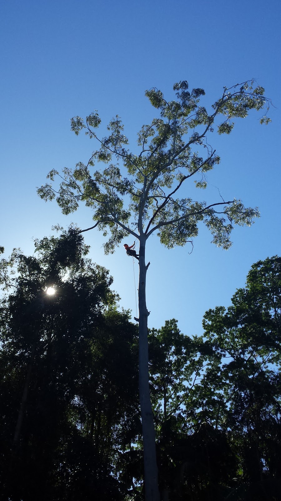 Daves Tree Lopping | 54 Keona Rd, McDowall QLD 4053, Australia | Phone: 0411 119 026