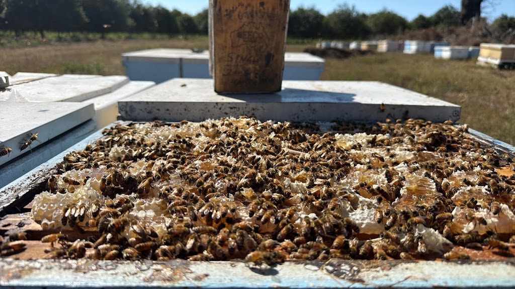 NT BEES Aust PTY LTD | 3139 Beaudesert Nerang Rd, Biddaddaba QLD 4275, Australia | Phone: 0437 179 261