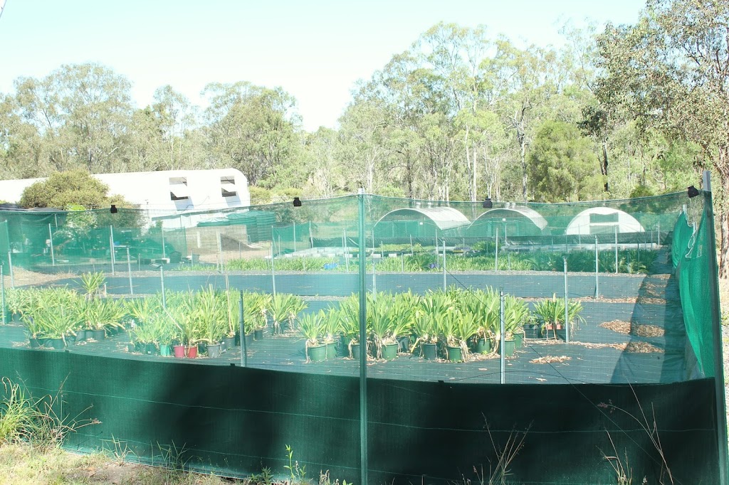 Pine Mountain Nursery | 442 Russells Rd, Pine Mountain QLD 4306, Australia | Phone: 0409 277 790