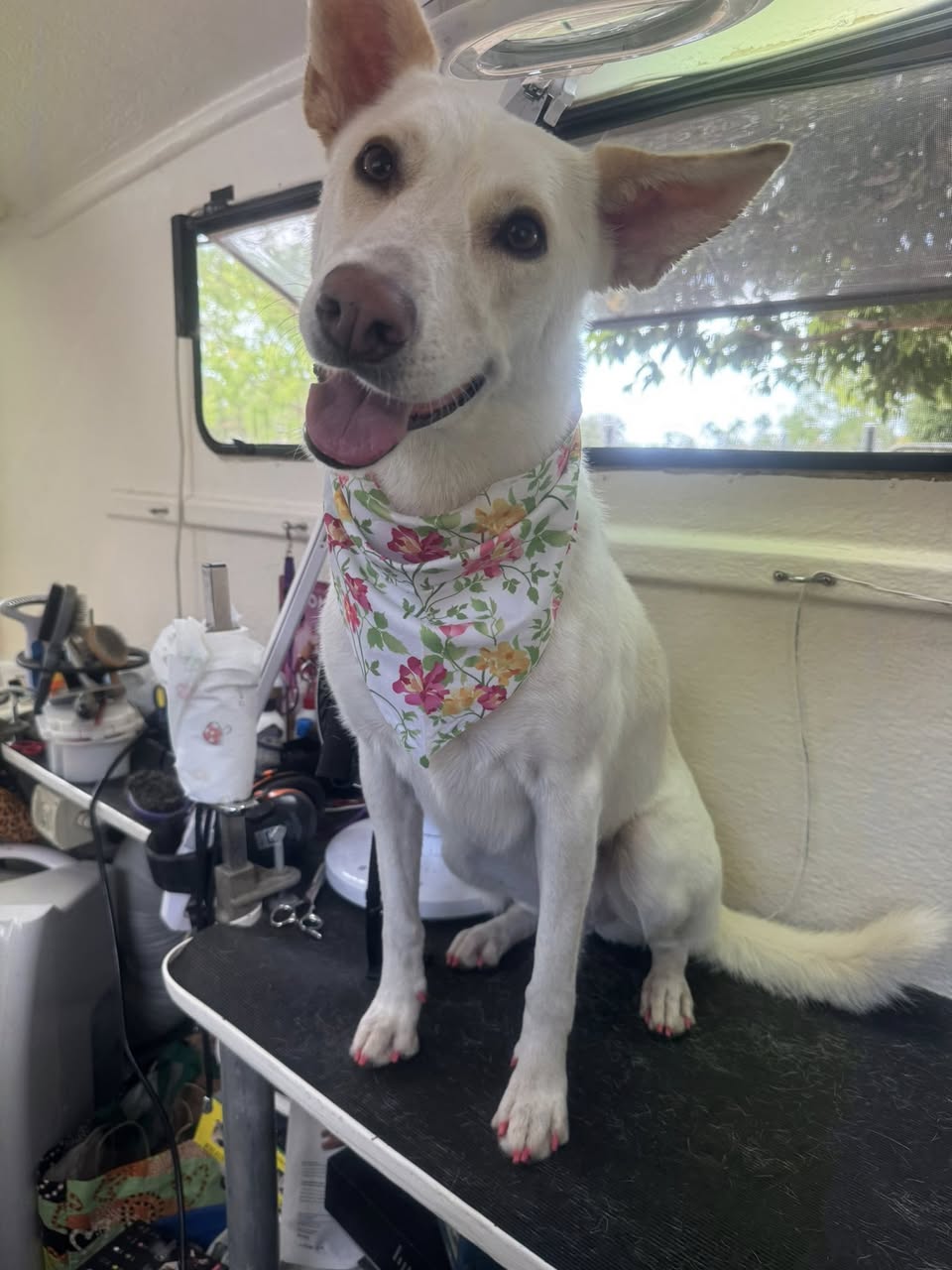 Perfect Paws Dog Spa - GV | 16 McFarlane Rd, Mooroopna VIC 3629, Australia | Phone: 0407 871 900