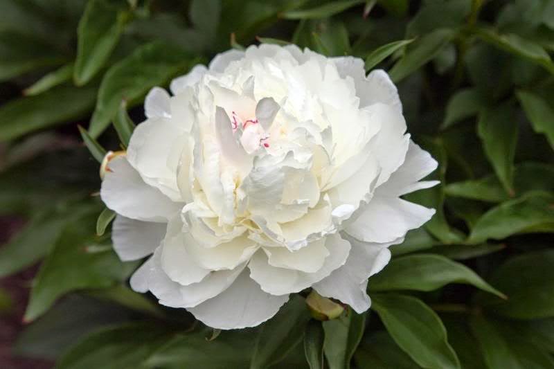 Peonies and Perennials | 17 Dalwood Rd, Nook TAS 7306, Australia | Phone: 0459 496 172