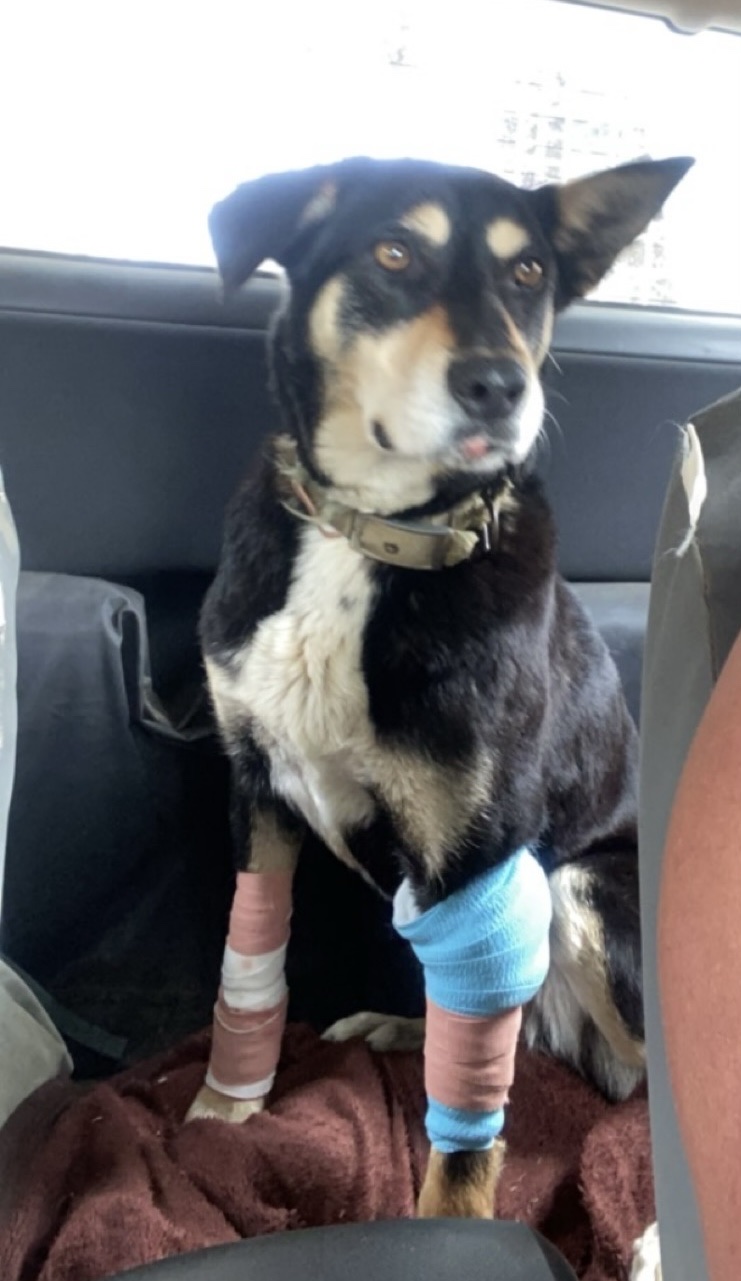 St Arnaud Veterinary Surgery | 14 Inglewood Rd, St Arnaud VIC 3478, Australia | Phone: (03) 5495 1244