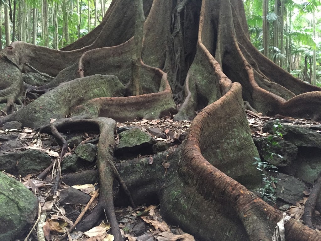 Tamborine Mountain Visit Us | Freemont Dr, Tamborine Mountain QLD 4272, Australia | Phone: (07) 5667 7397