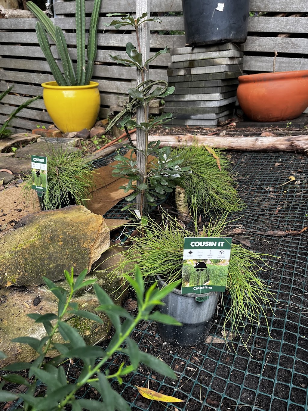 Nursery Warehouse | 24 Burns Rd, Ourimbah NSW 2258, Australia | Phone: (02) 4314 9018
