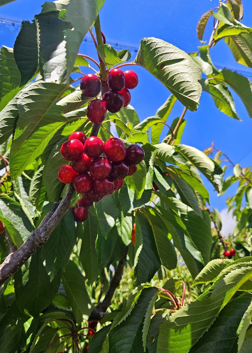 Rose Cottage Cherry | 210 Braeside Rd, Franklin TAS 7113, Australia | Phone: 0433 433 043