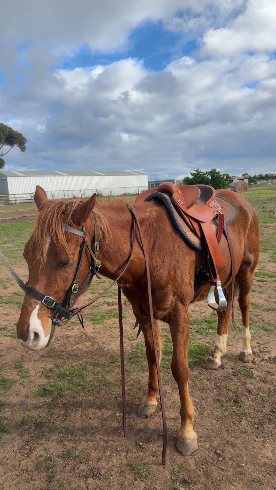 Park Avenue Equine | 30 Arandt Rd, Exford VIC 3338, Australia | Phone: 0456 875 043