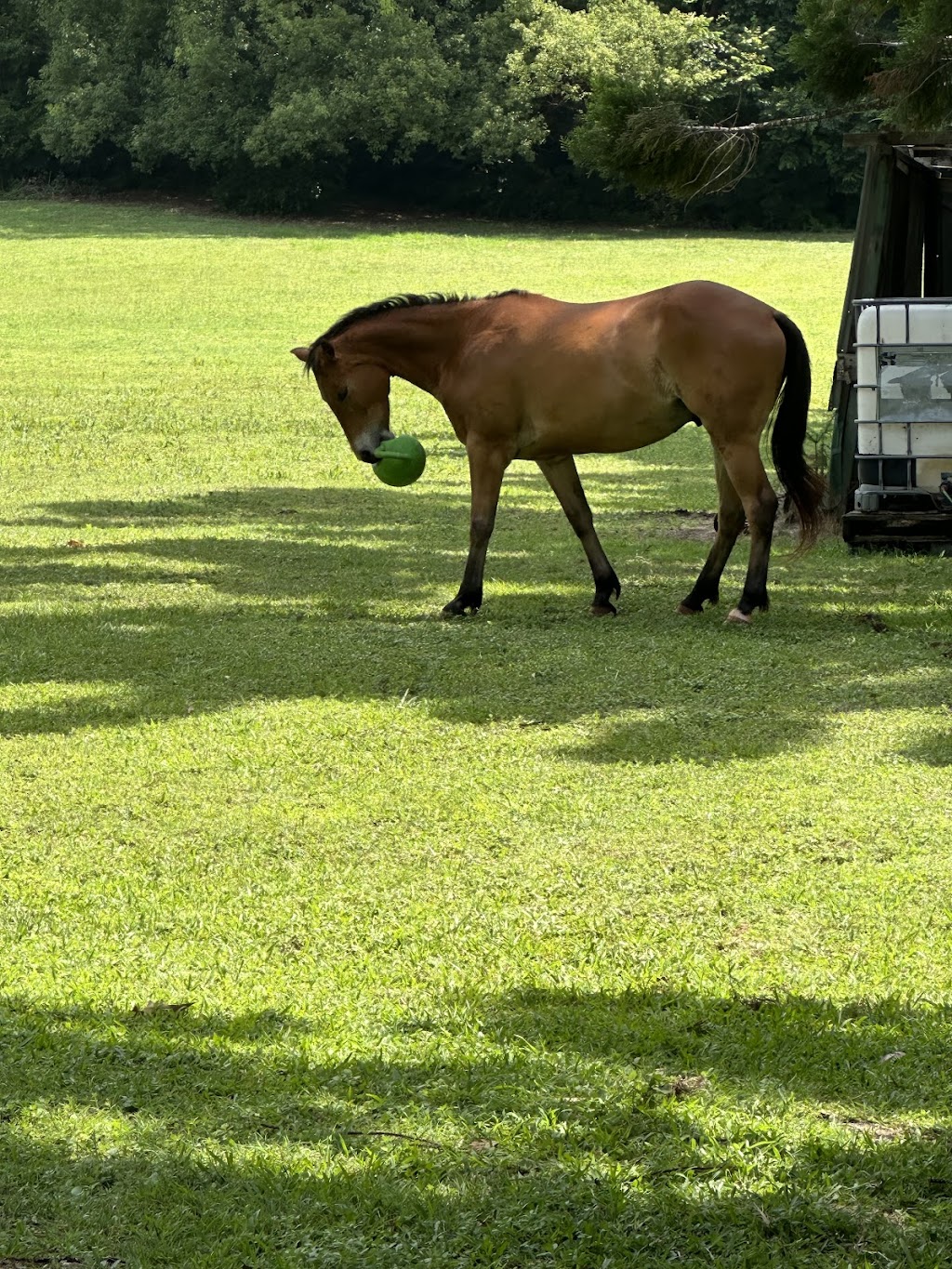 MAJ Counselling and Equine Assisted Therapy | 611 Tallebudgera Creek Rd, Tallebudgera Valley QLD 4228, Australia | Phone: 0409 363 538