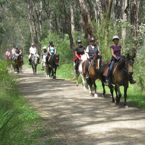 Dandenong Ranges Horse Trail Rides | 205 Sheffield Rd, Melbourne VIC 3137, Australia | Phone: (03) 9728 3502