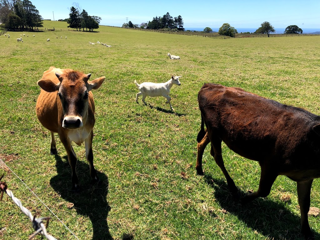 Providence Farm | 1428 Beechmont Rd, Beechmont QLD 4211, Australia | Phone: 0419 737 295