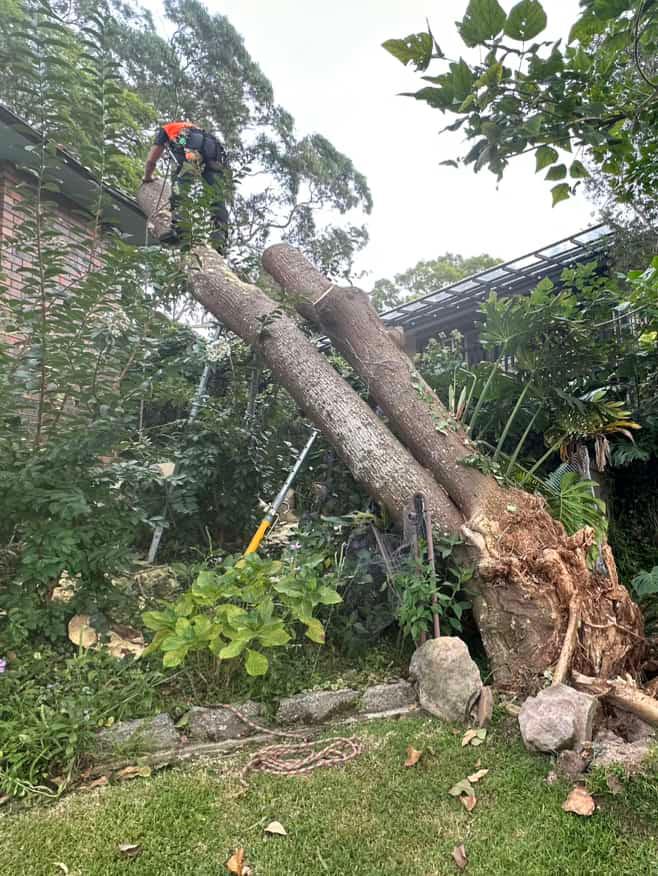 Pro Arborists northern beaches | 42A Tennyson Rd, Cromer NSW 2099, Australia | Phone: 0452 200 715