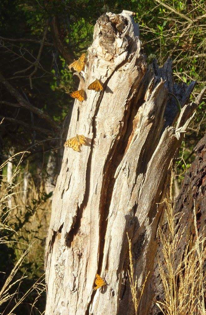 F Oswin Robert Koala Reserve | park | Phillip Island VIC 3923, Australia