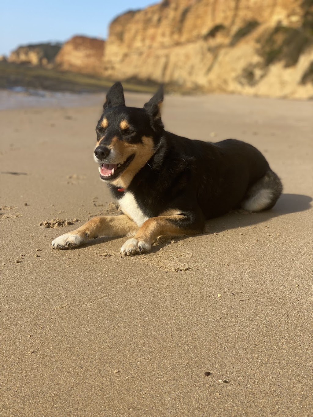 Surfcoast DOG WALKING | 24 Gilbert St, Aireys Inlet VIC 3231, Australia | Phone: 0459 326 422