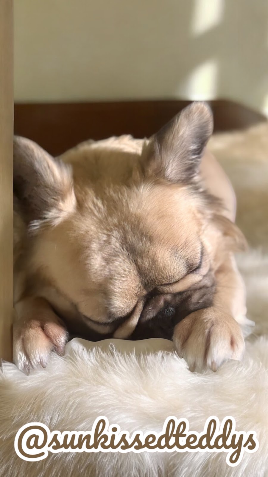 BIBBYBOO FRENCH BULLDOGS | Gatton Esk Rd, Mount Hallen QLD 4312, Australia | Phone: 0411 823 322
