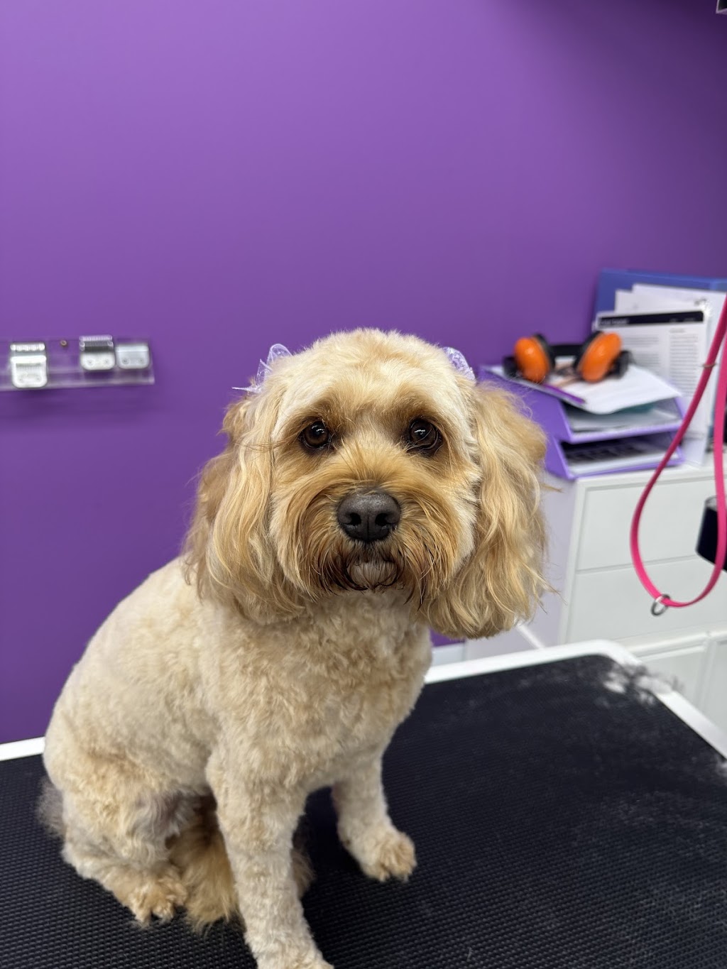 Simply Pawgeous Grooming | 951 Dicksons Rd, Dooralong NSW 2259, Australia | Phone: 0484 671 351