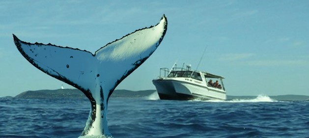 Blue Bay Whale Watching Byron Bay | Old Pacific Hwy, Brunswick Heads NSW 2483, Australia | Phone: 0488 904 411