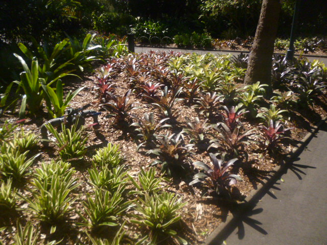 Succulent Garden | park | Friends of the Royal Botanic Gardens, Sydney NSW 2000, Australia | 0292318111 OR +61 2 9231 8111