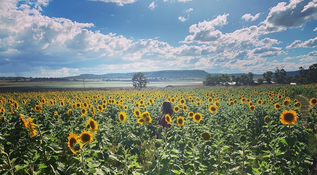 Warraba Sunflowers | 439 Mcnallys Rd, Cambooya QLD 4358, Australia | Phone: 0475 389 305