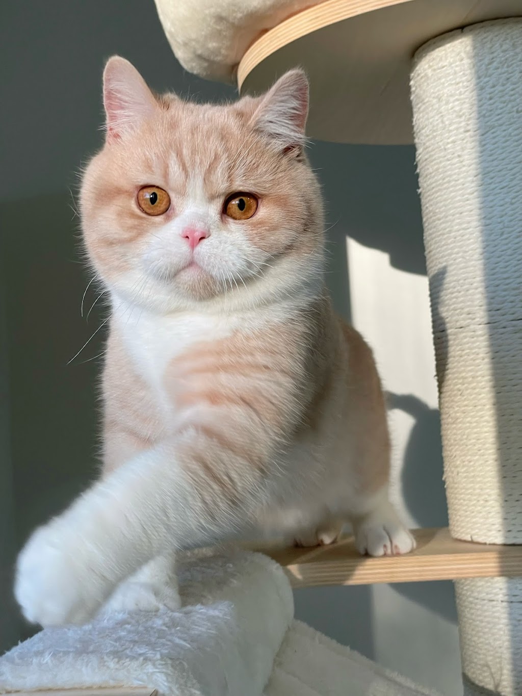 FluffyMW Cattery Boarding | Glenidol Rd, Oakville NSW 2765, Australia | Phone: 0499 142 889