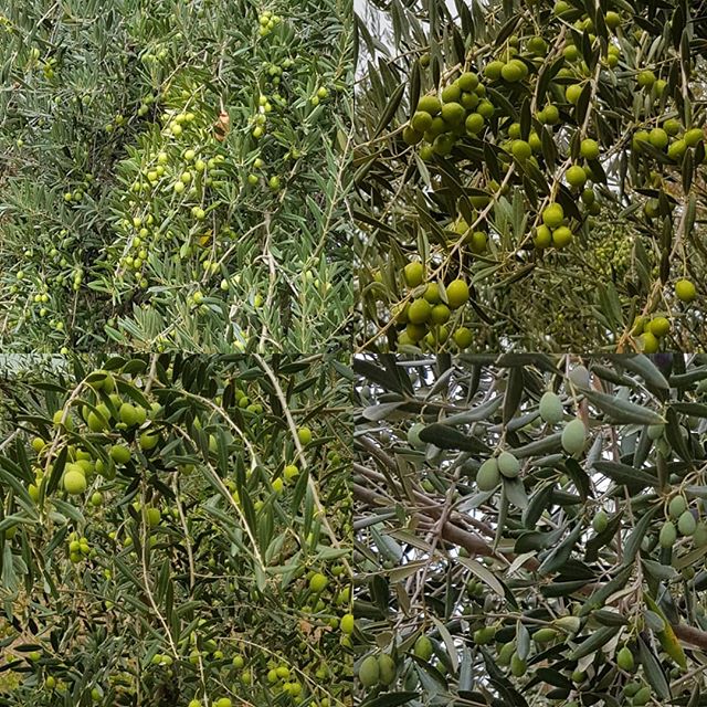 Dawn View Olive Oil | 4101 Wangaratta-Whitfield Rd, King Valley VIC 3678, Australia | Phone: 0417 091 016