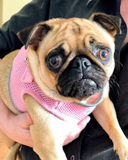 Move Unleashed Port Stephens | Shopping Village, Shop 1/37 Ferodale Rd, Medowie NSW 2318, Australia | Phone: 0400 114 557