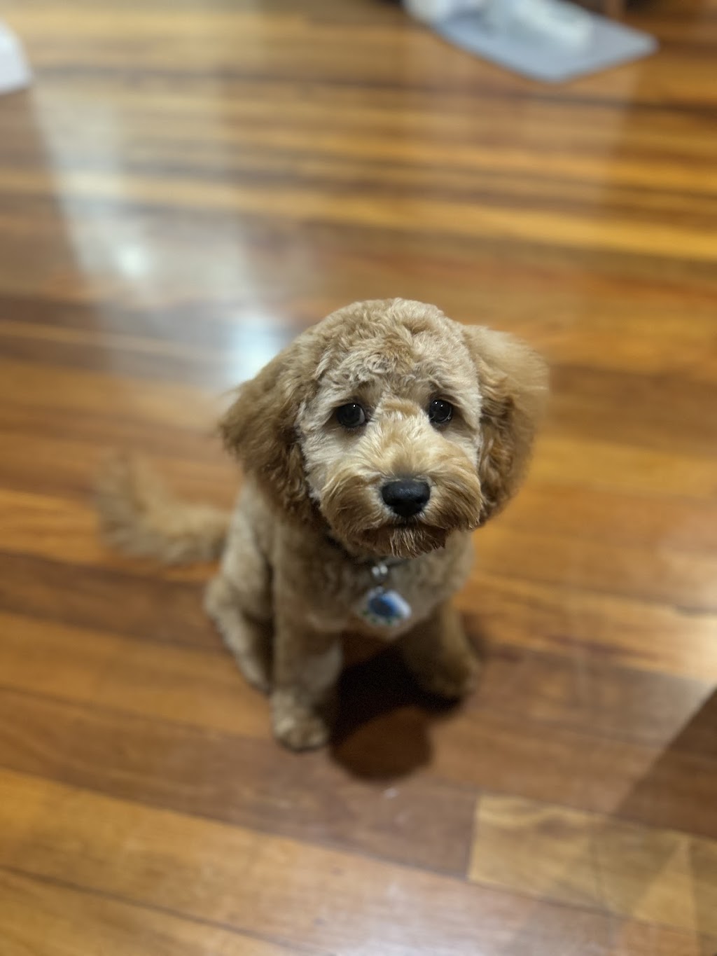 Serenity Bay Puppies | Main Green Swamp Rd N, Churchable QLD 4311, Australia | Phone: 0421 823 422