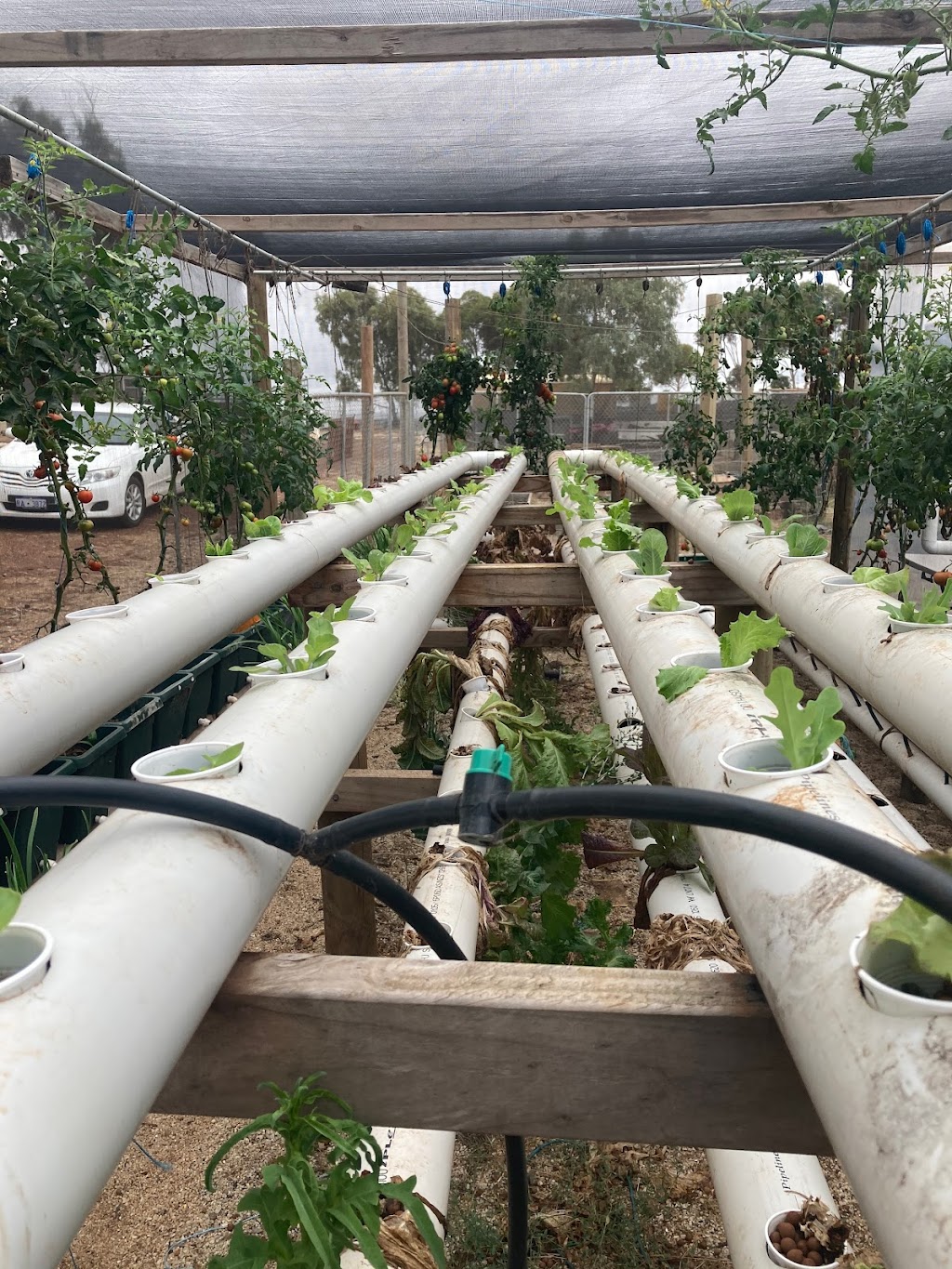 JALA Hydroponics & Soil Vegetables | 12280 Newdegate-Ravensthorpe Rd, Ravensthorpe WA 6346, Australia | Phone: 0427 297 729