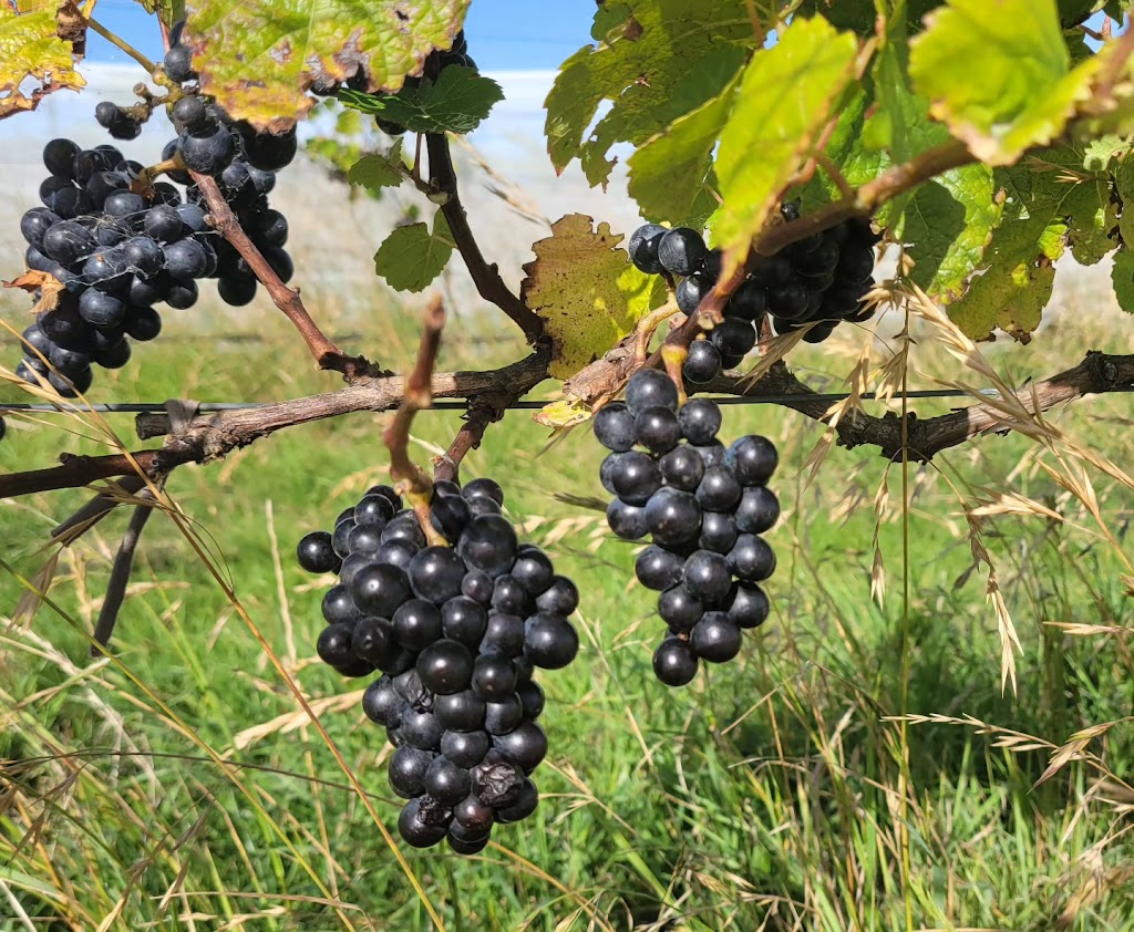 Greenwich Park Wines | 1924 Towrang Rd, Greenwich Park NSW 2580, Australia | Phone: 0412 106 758