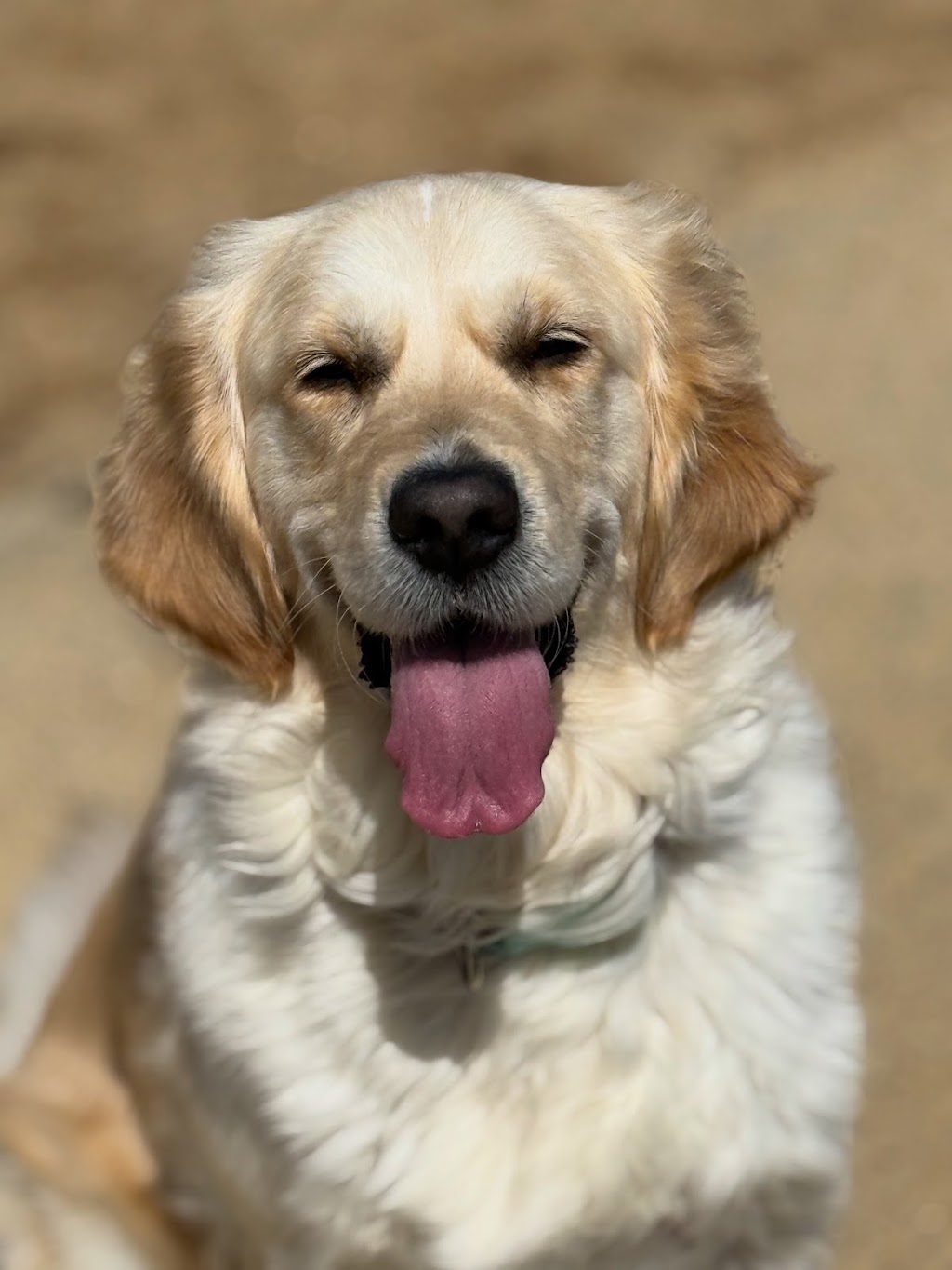 Woof N Run | 10 Ontario St, Clyde VIC 3978, Australia | Phone: 0438 318 626