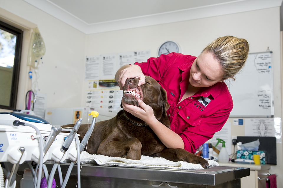 NorthWest Vets | Effie Durham Drive, Coonamble NSW 2829, Australia | Phone: (02) 6822 1381